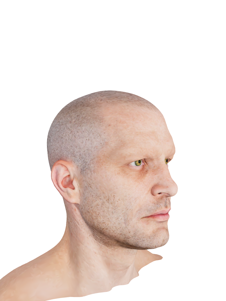 Vista de tres cuartos del modelo facial 3D masculino de Alfacenturi, con la frente y los contornos de la mejilla y la mandíbula.